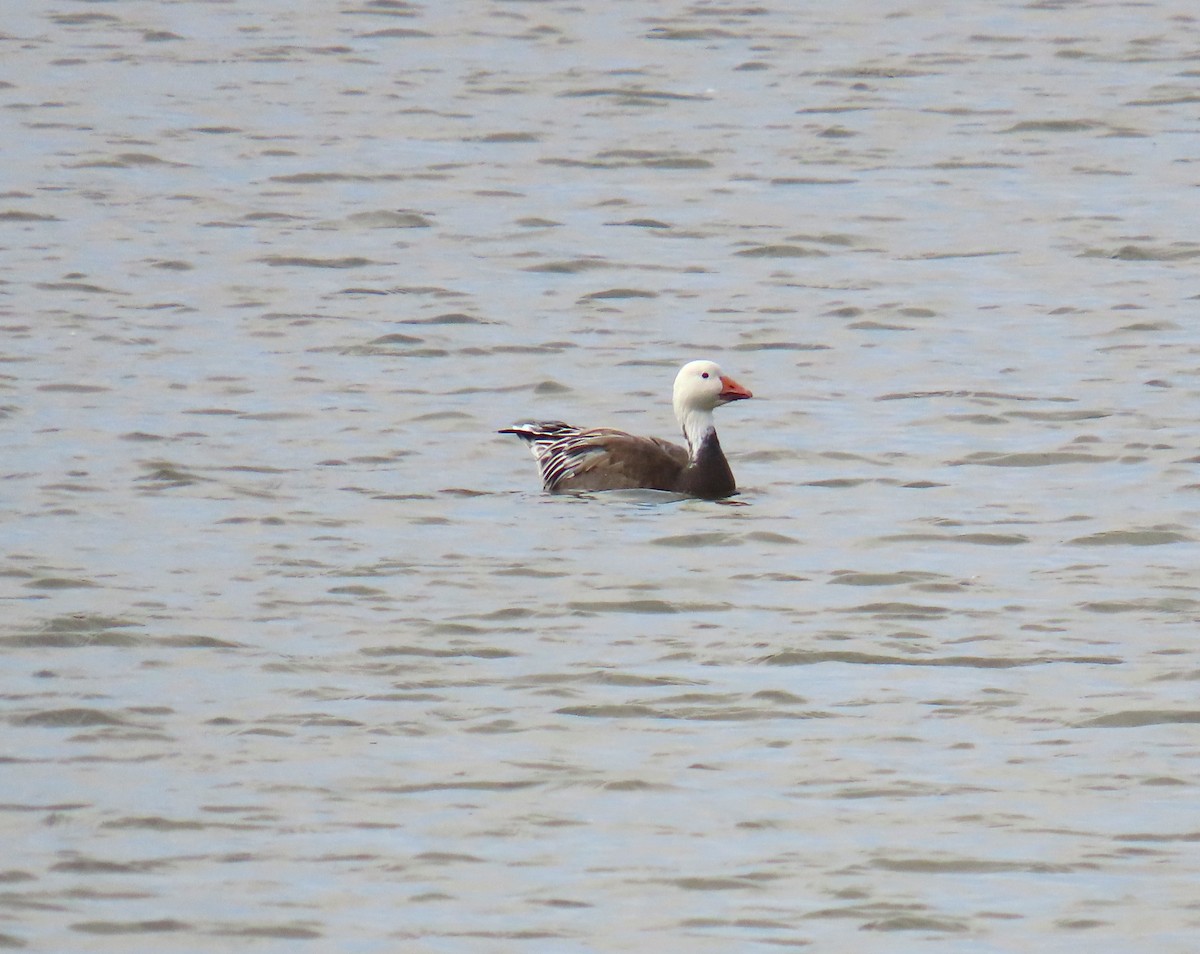 Snow Goose - ML643507790