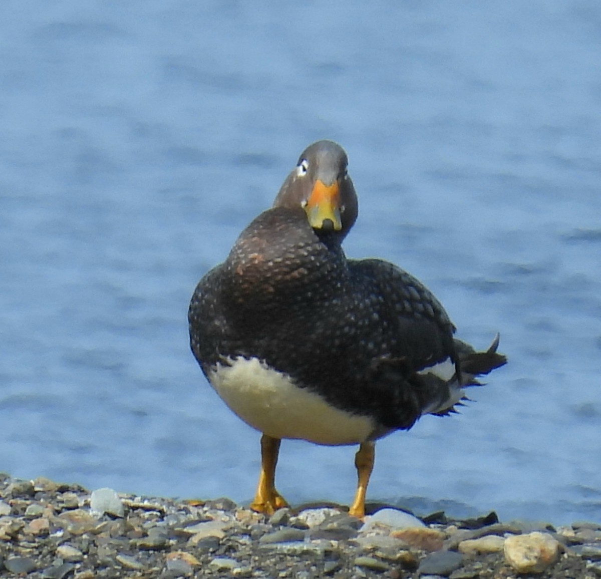 Flying Steamer-Duck - ML643507797