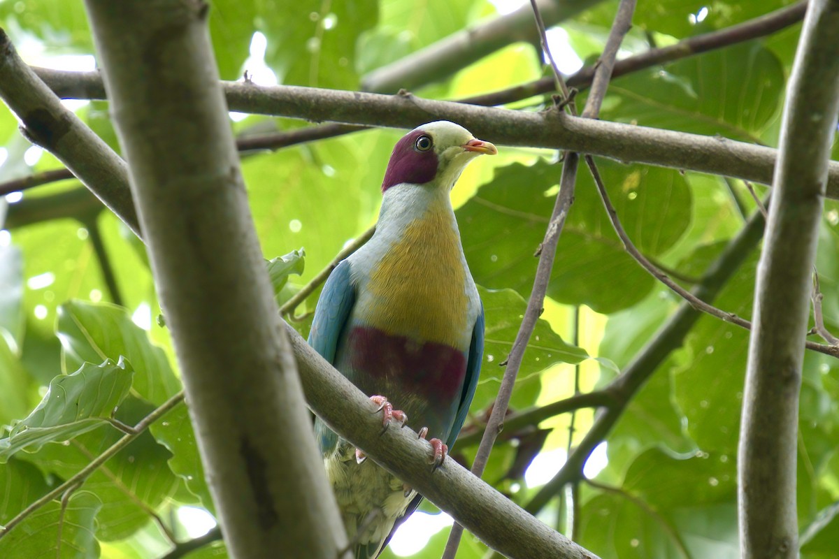 Yellow-breasted Fruit-Dove - ML643507799