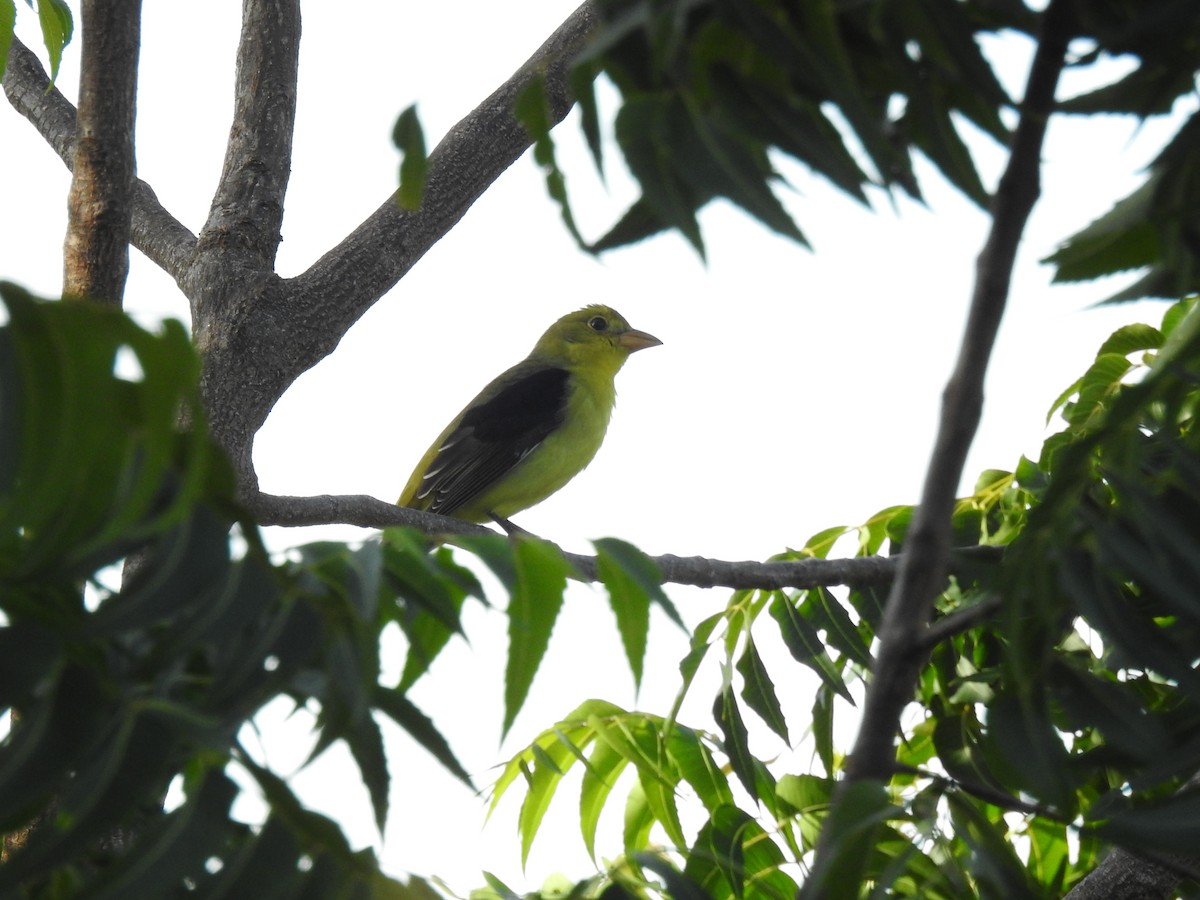 Scarlet Tanager - ML643507807