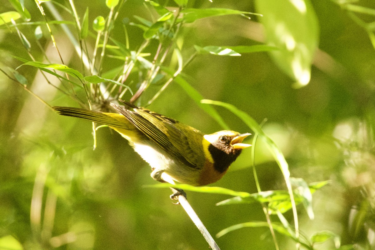 Guira Tanager - ML643507809