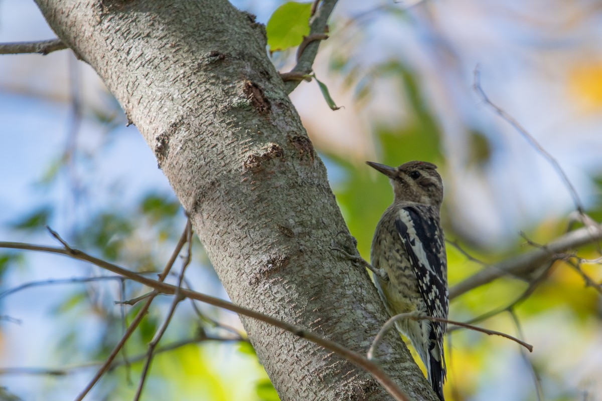 datel rudohrdlý - ML643507849