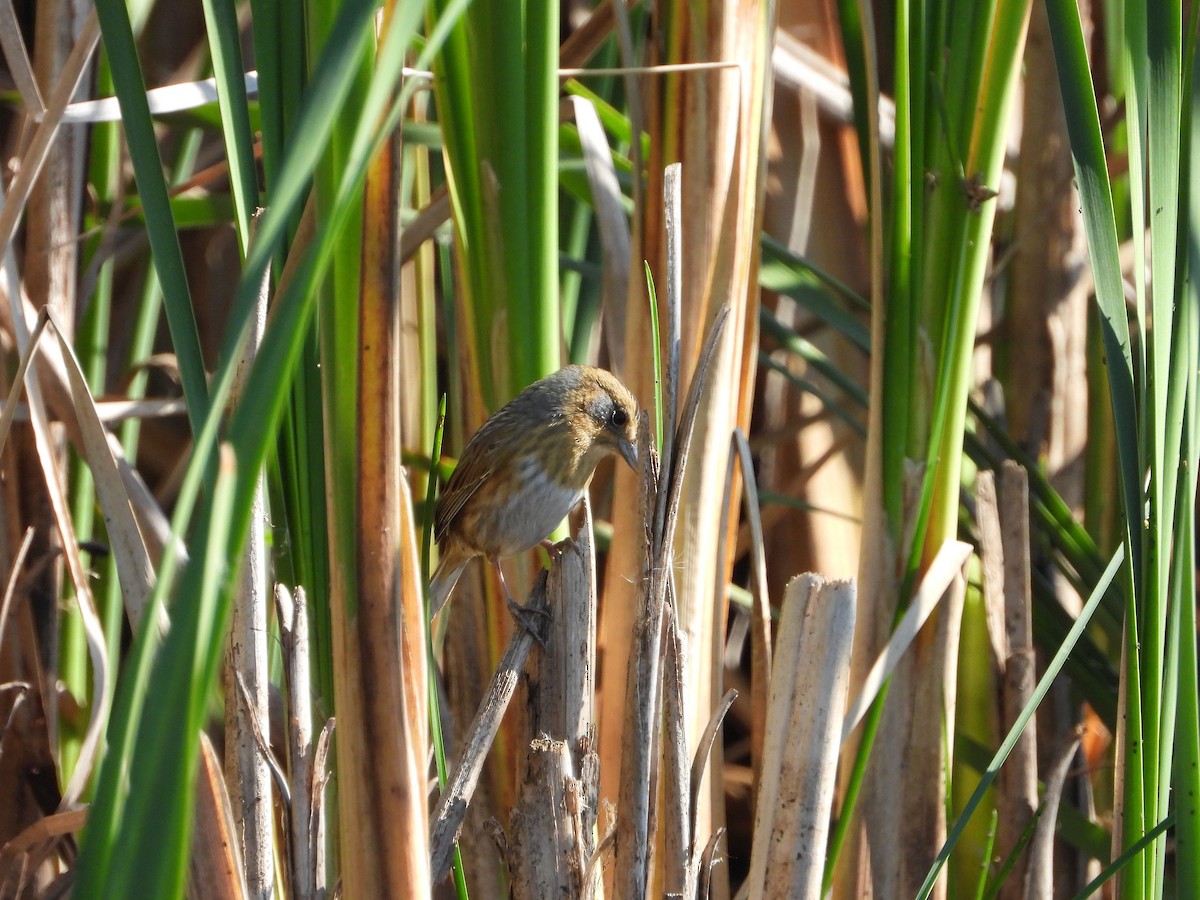 Nelson's Sparrow - ML643507854