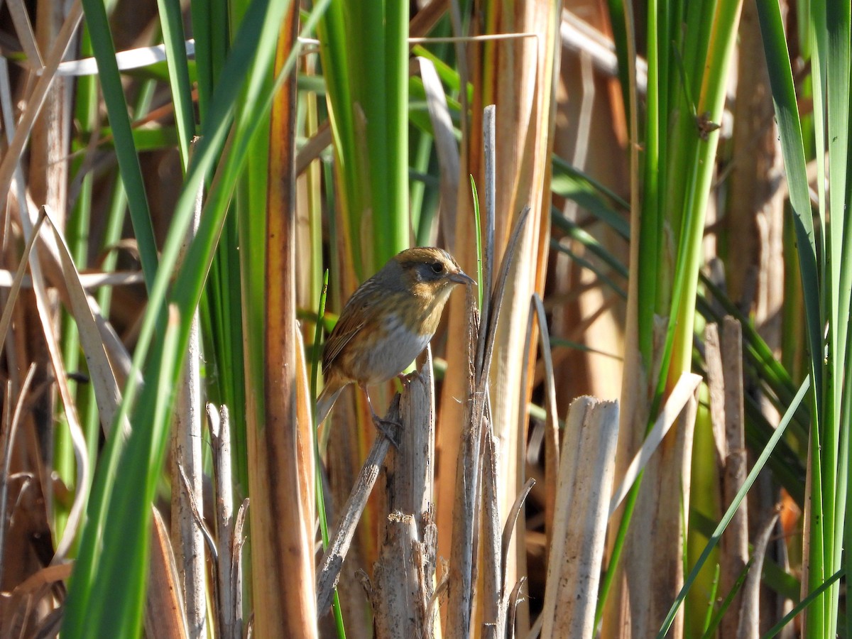 Nelson's Sparrow - ML643507855