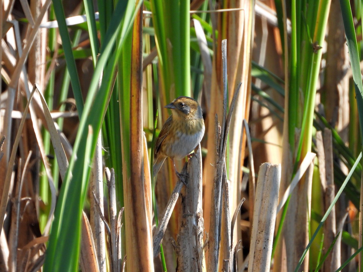Nelson's Sparrow - ML643507856