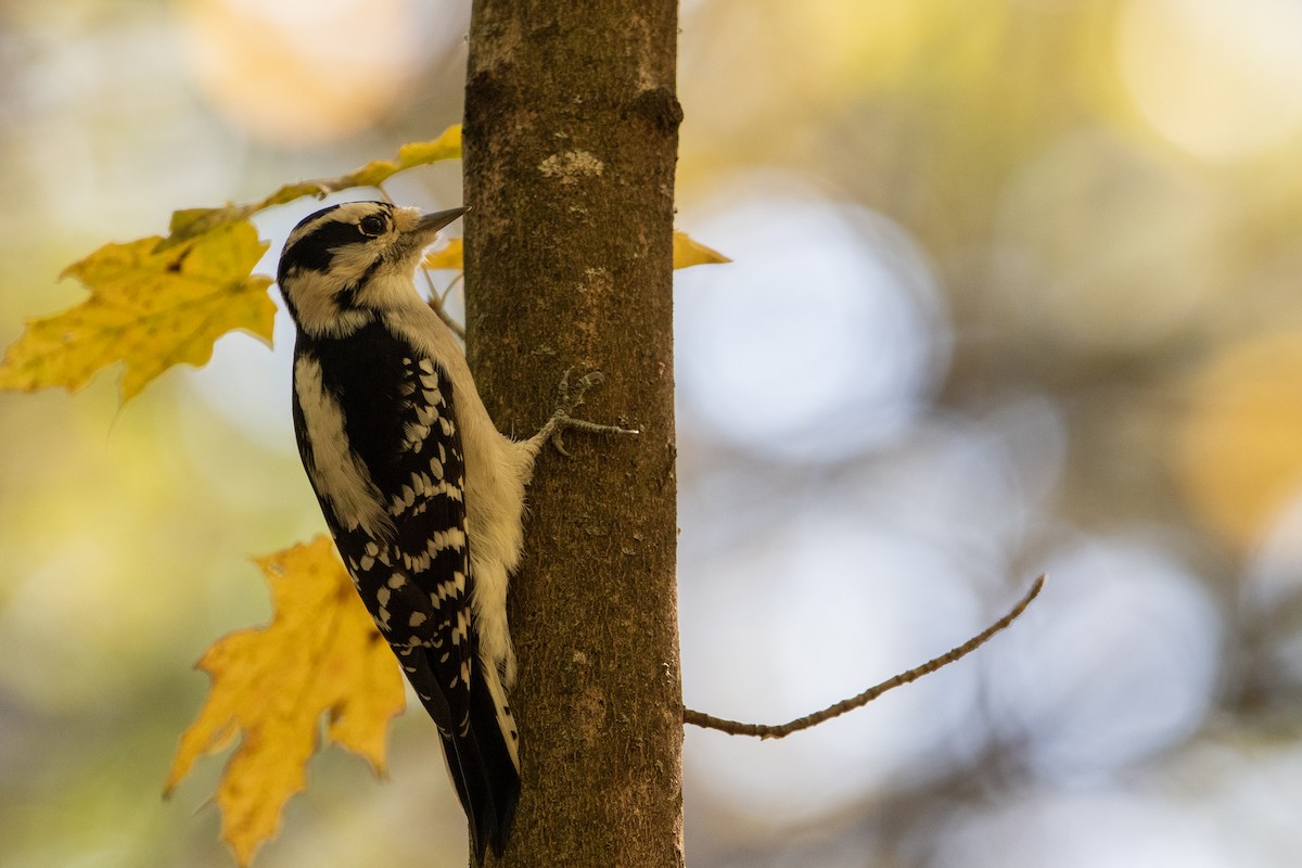 Downy Woodpecker - ML643507859
