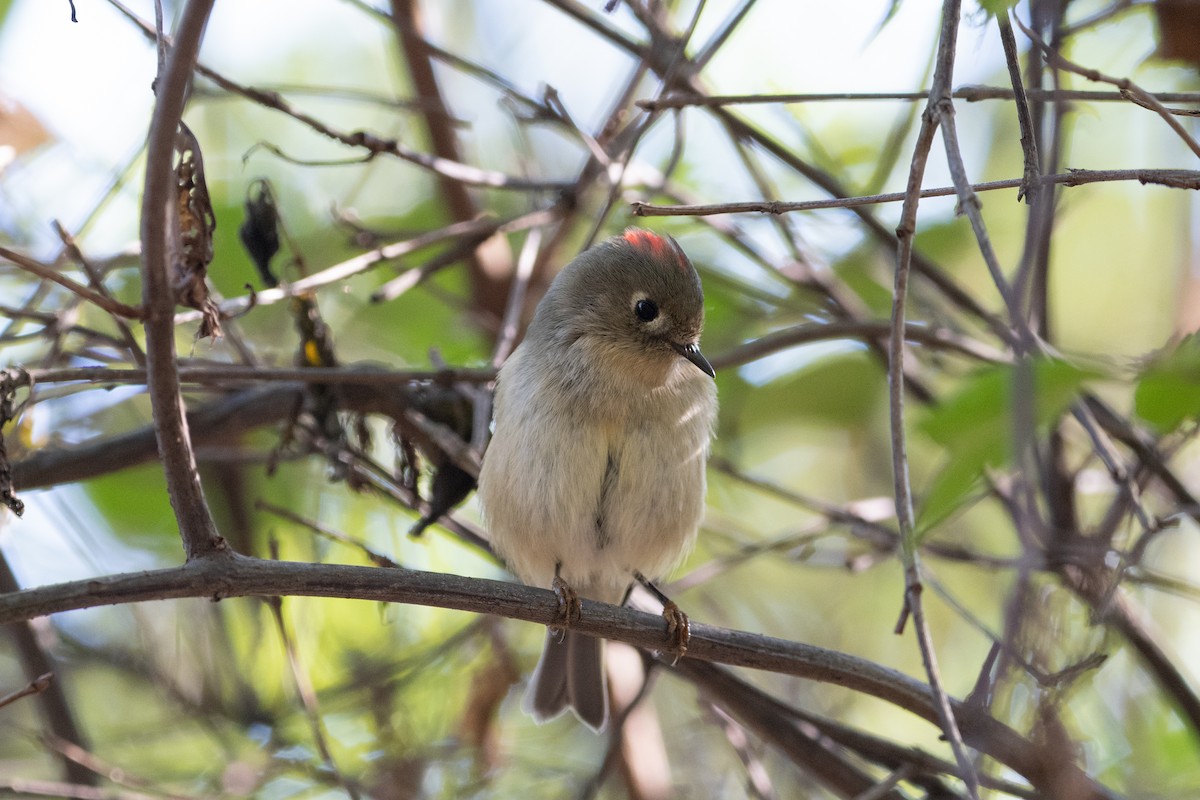 králíček americký - ML643507866