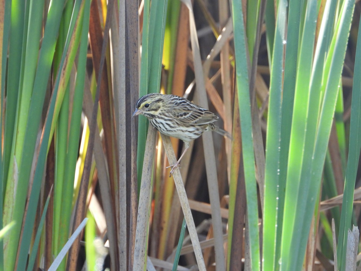 Savannah Sparrow - ML643507867
