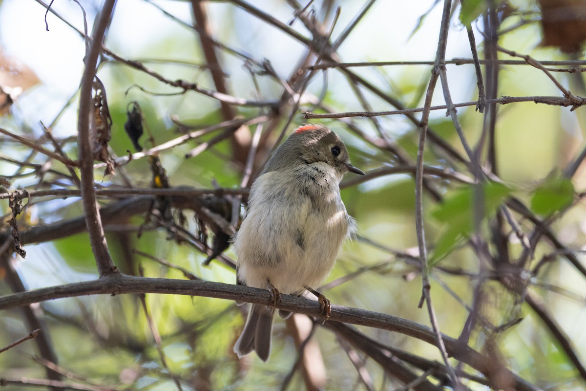 králíček americký - ML643507868