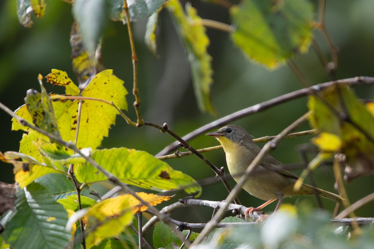 lesňáček žlutohrdlý - ML643507880