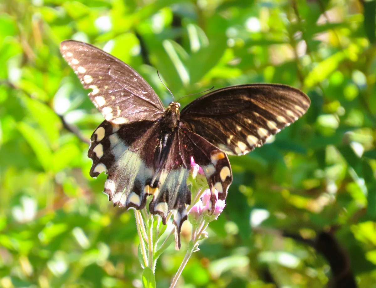 Spicebush Swallowtail - ML643507891