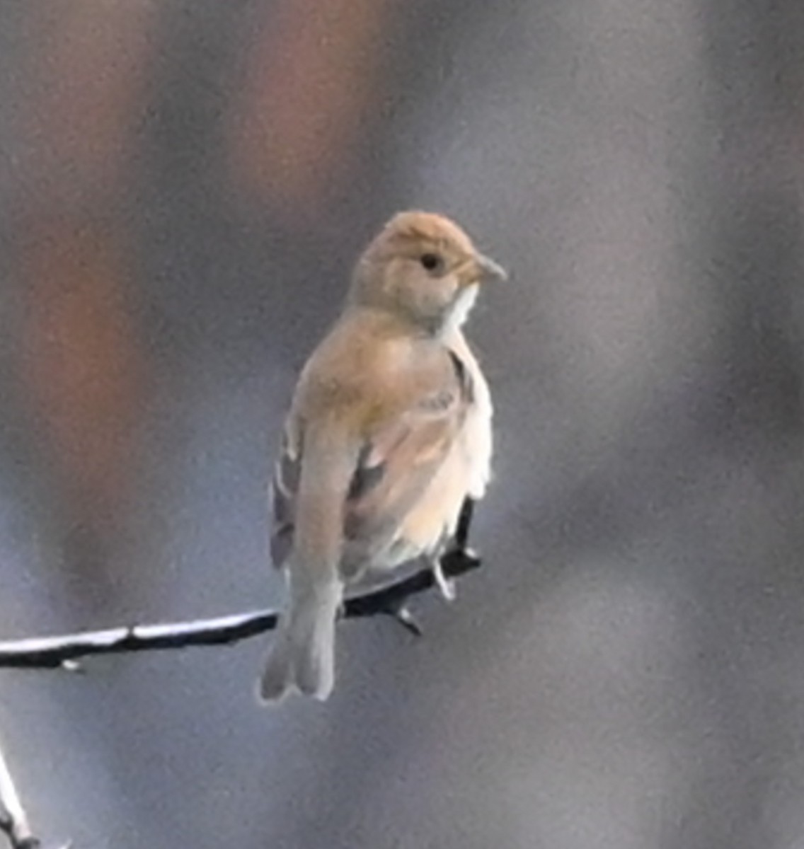 Indigo Bunting - ML643507906