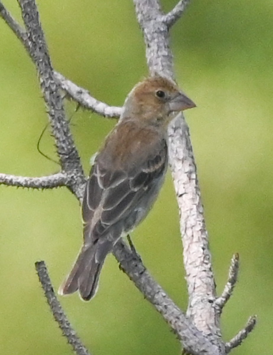blåtykknebb - ML643507907