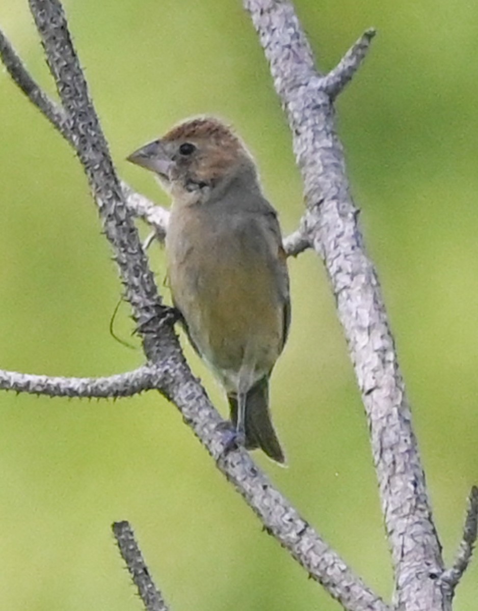 blåtykknebb - ML643507908
