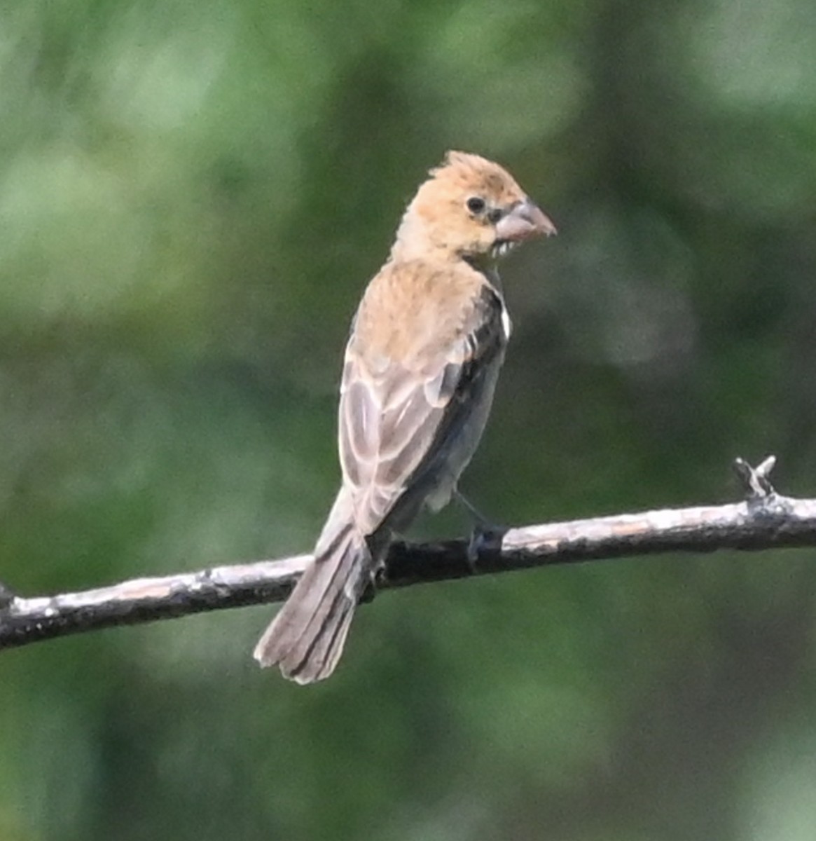 blåtykknebb - ML643507909