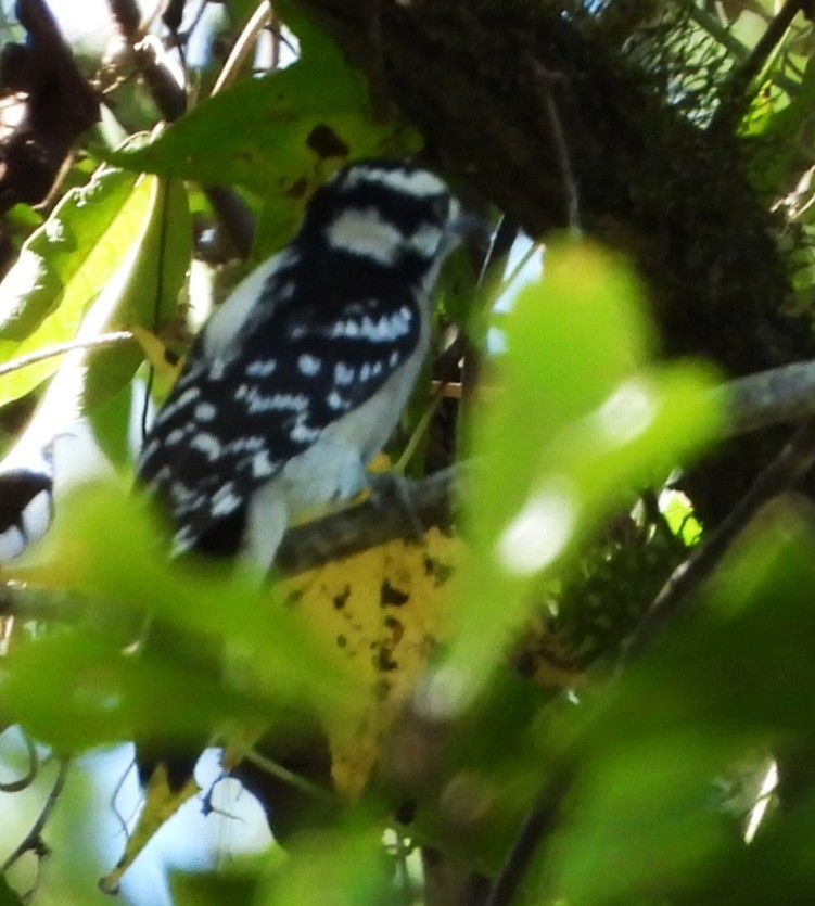 Downy Woodpecker - ML643507913