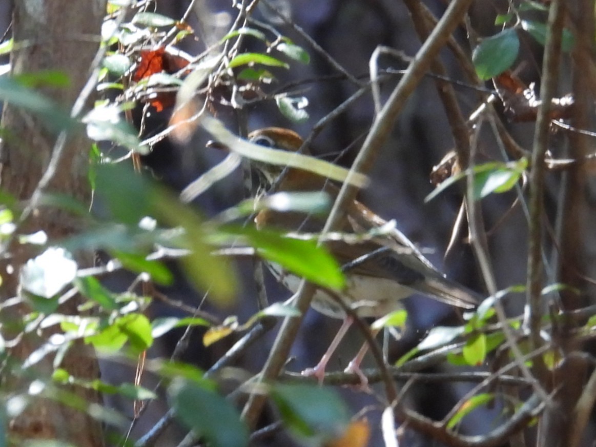 Wood Thrush - ML643507921