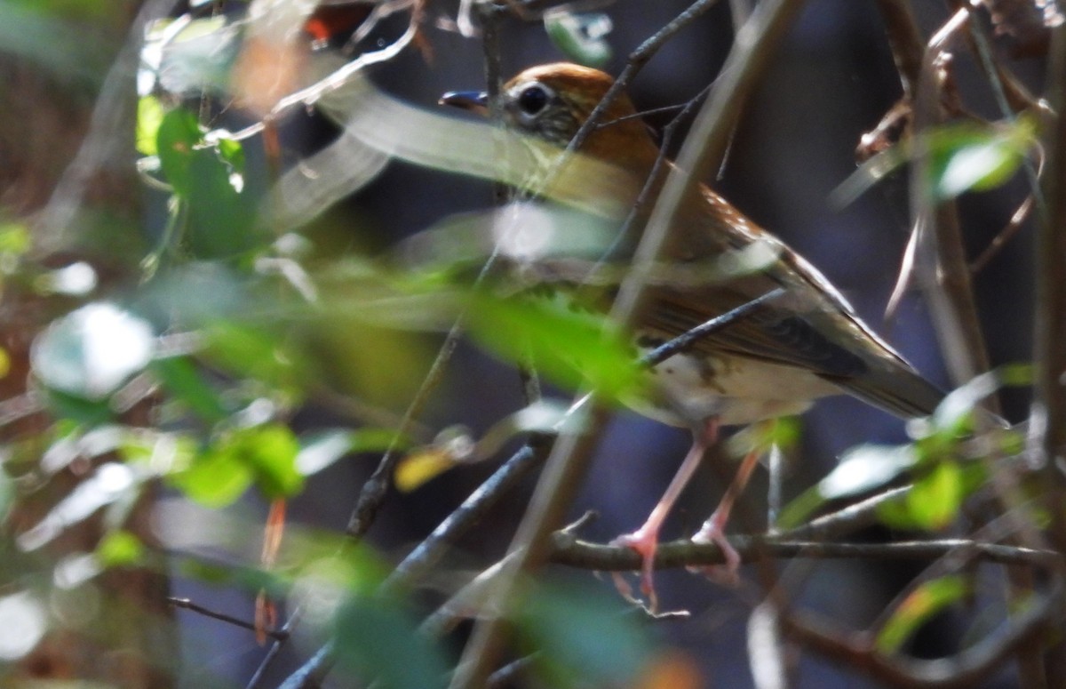 Wood Thrush - ML643507922
