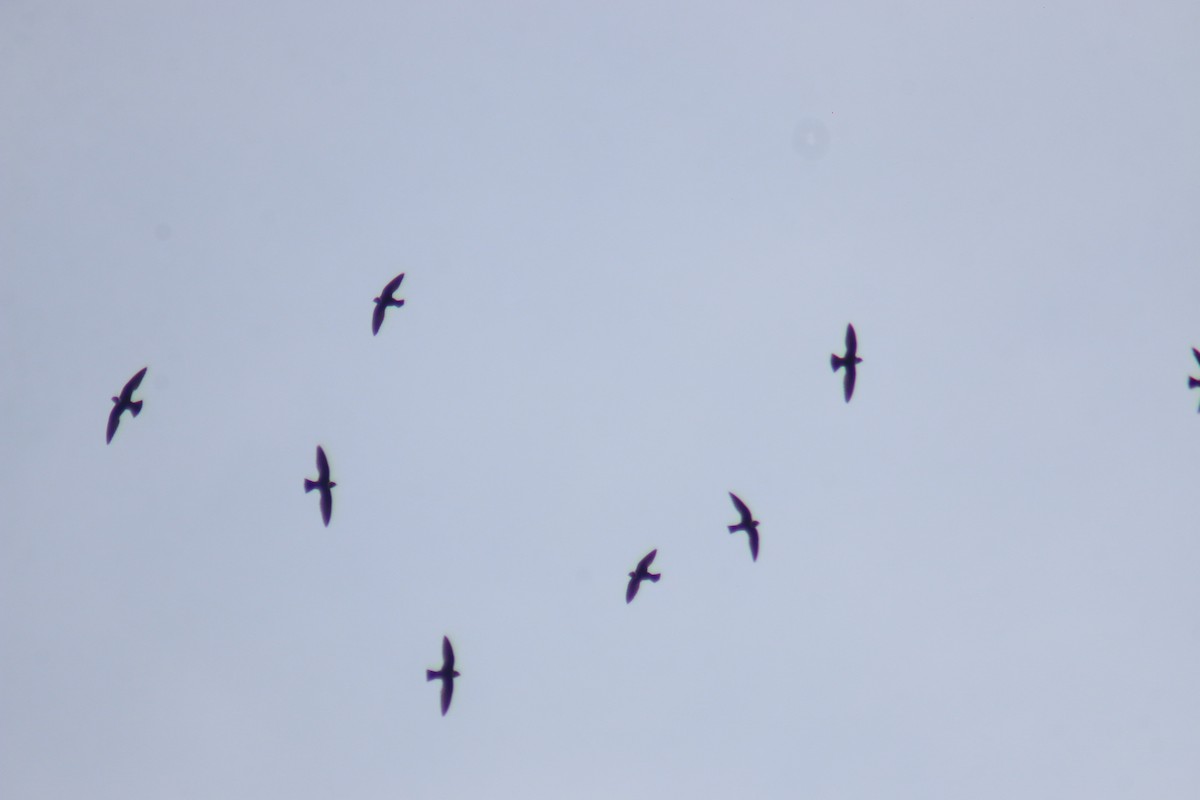 White-collared Swift - ML643507924
