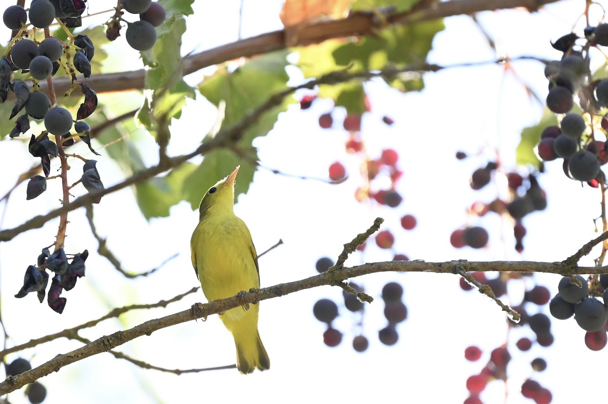 lesňáček zlatotemenný - ML643507932