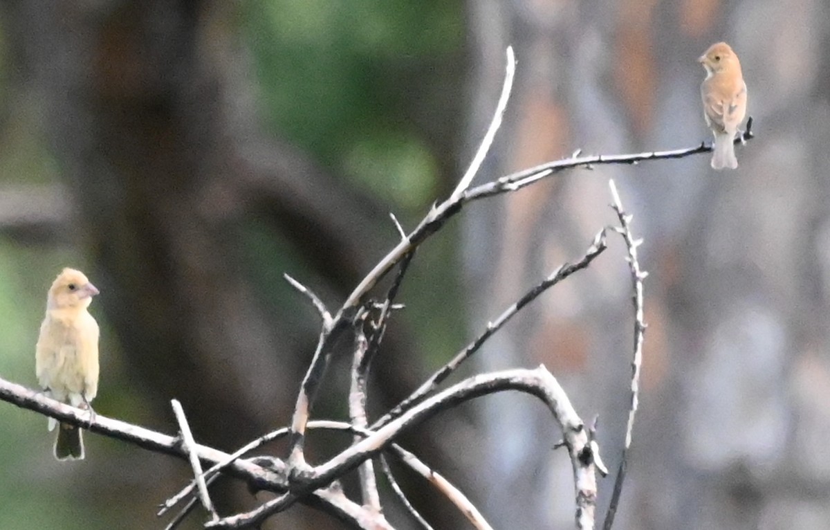Indigo Bunting - ML643507934