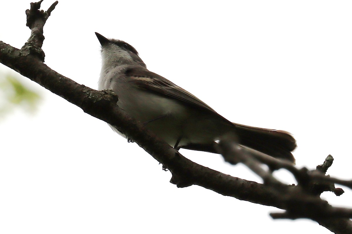 Suiriri Flycatcher - ML643507942