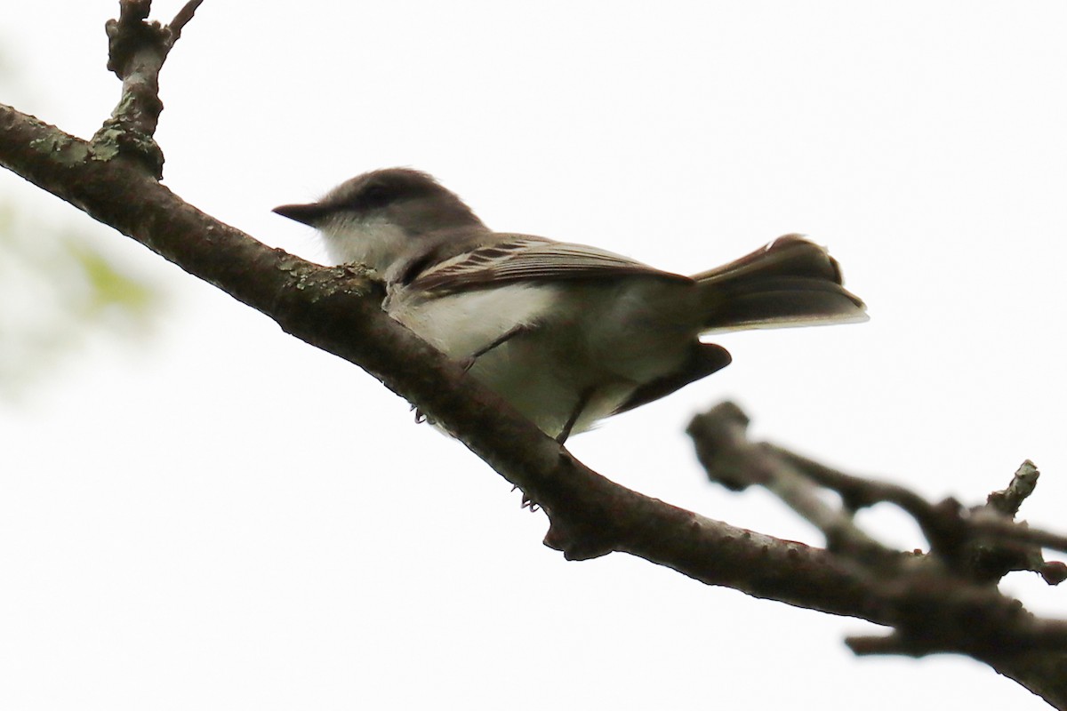 Suiriri Flycatcher - ML643507943