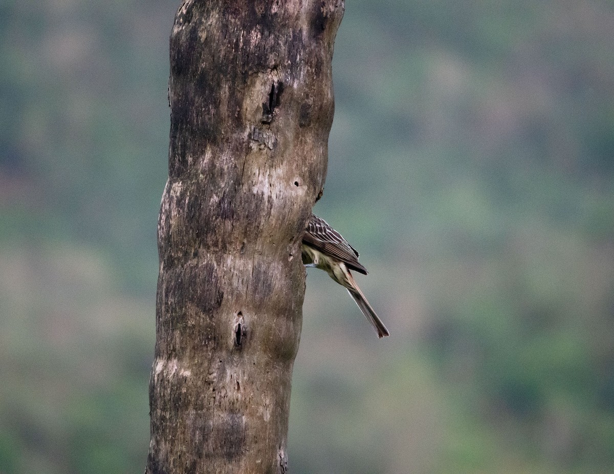 Streaked Flycatcher - ML643507947