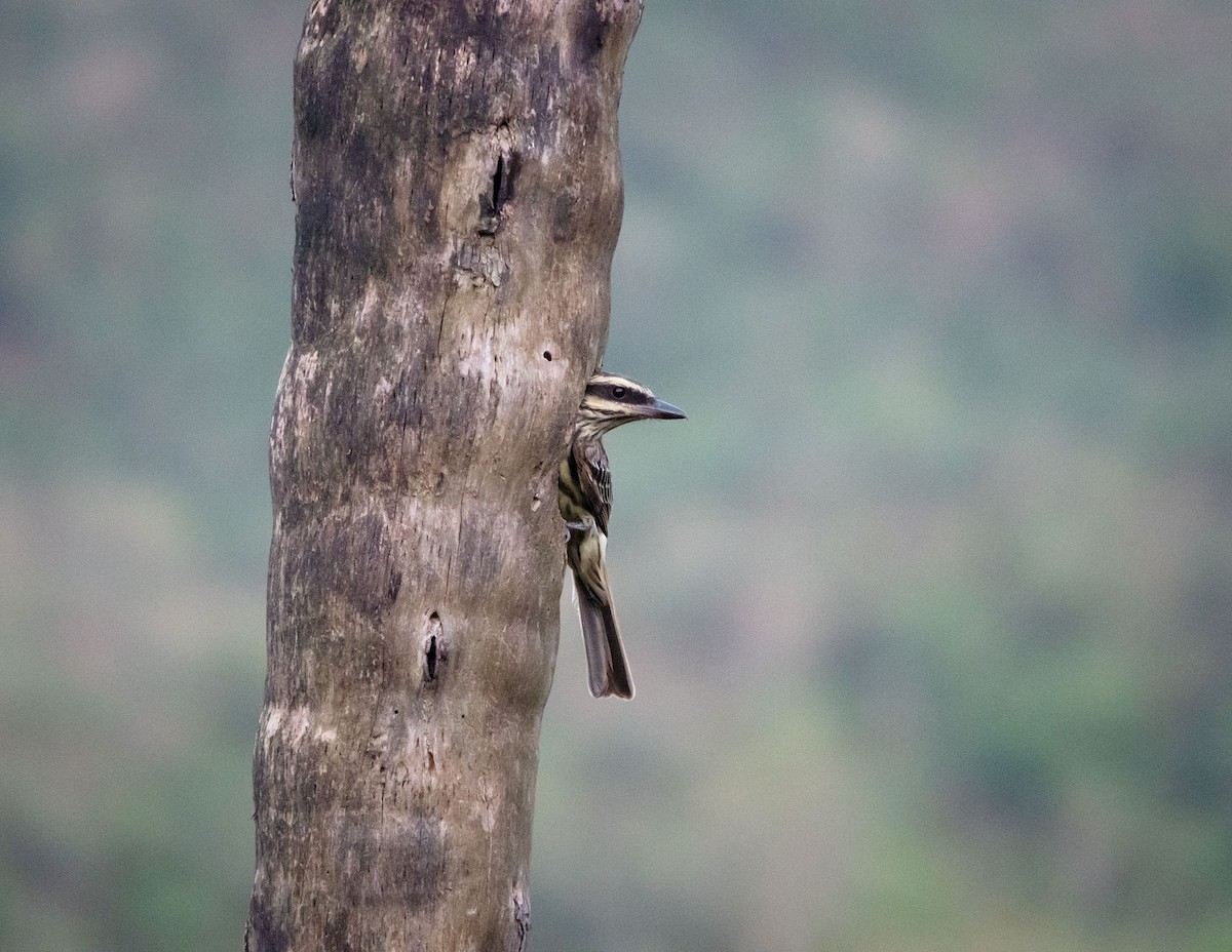 Streaked Flycatcher - ML643507969