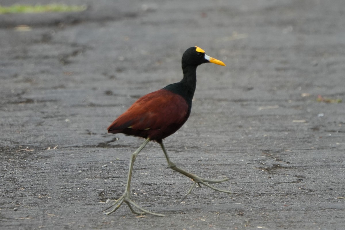 Northern Jacana - ML643507985