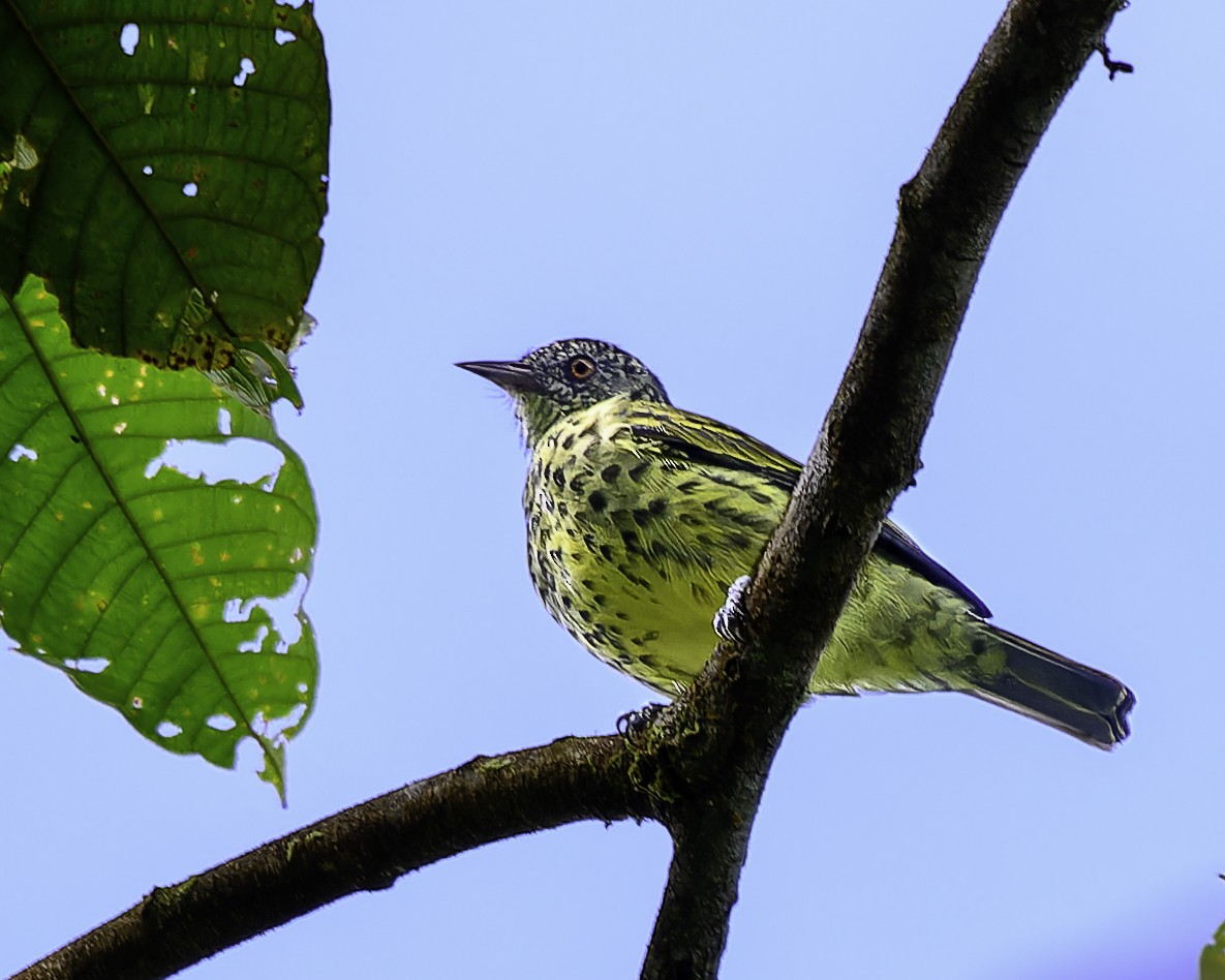 Sharpbill - ML643508002
