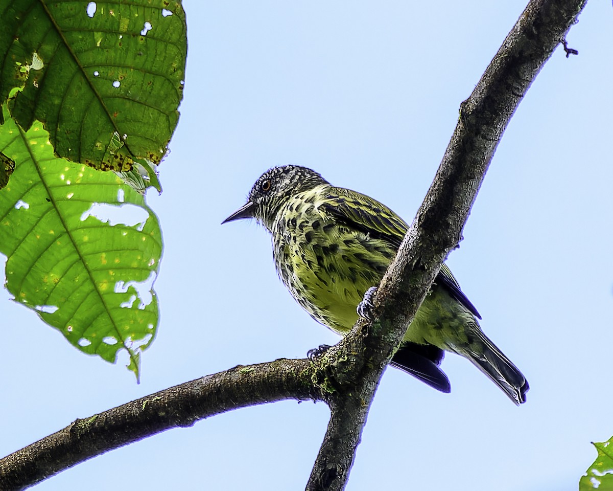 Sharpbill - ML643508003