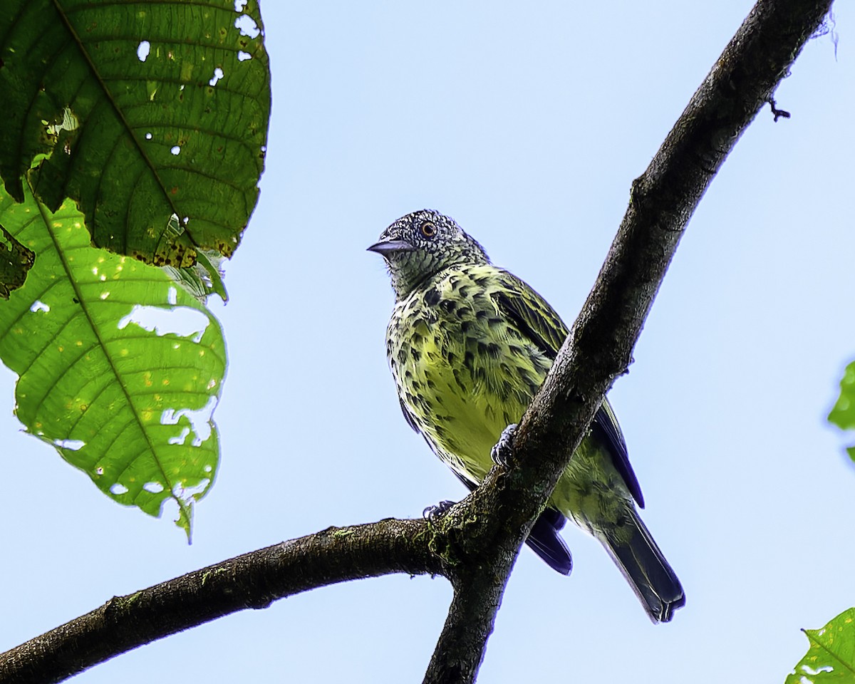 Sharpbill - ML643508004