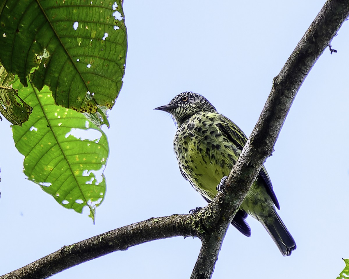 Sharpbill - ML643508005