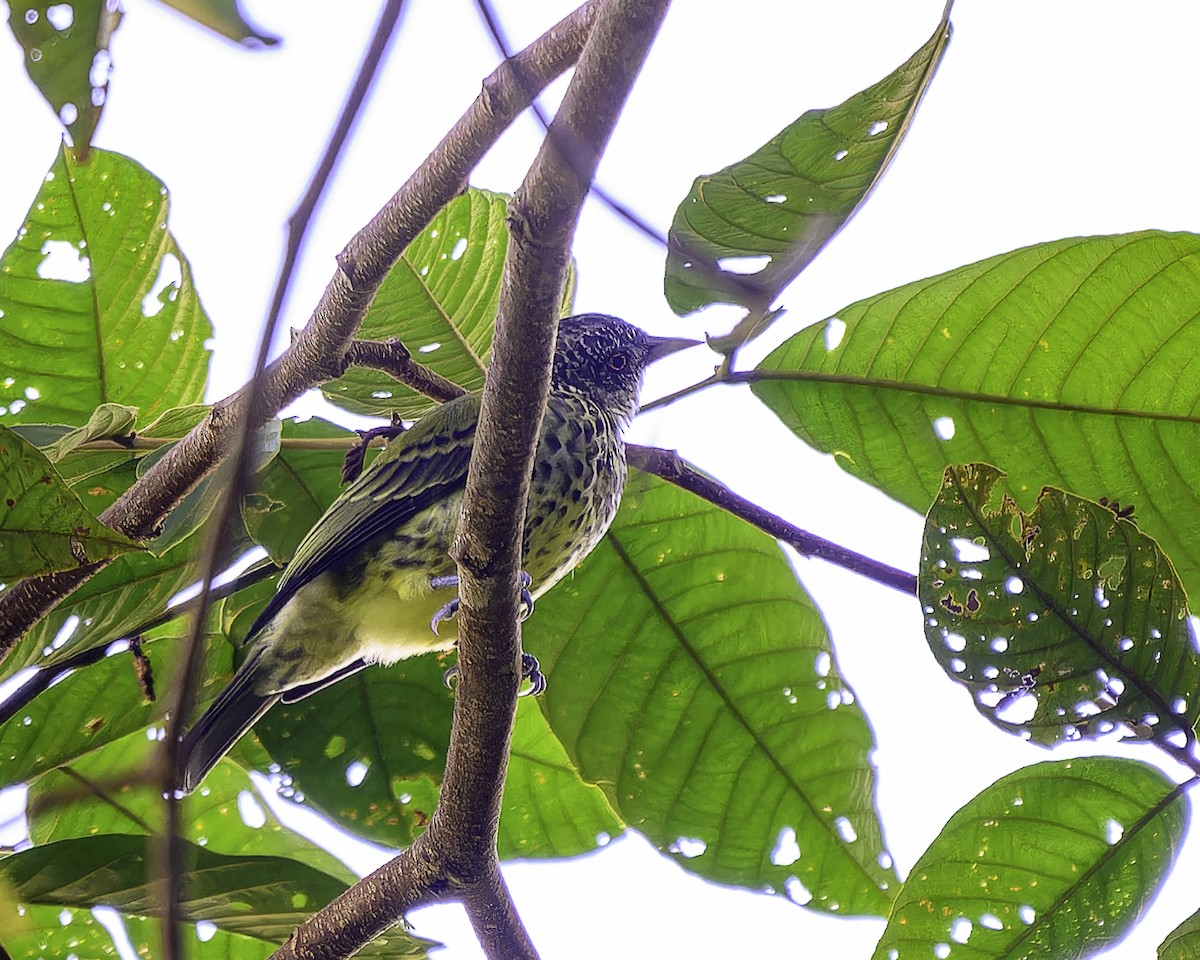 Sharpbill - ML643508006