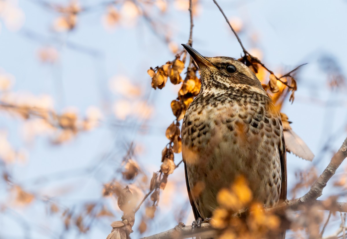 Dusky Thrush - ML643508025