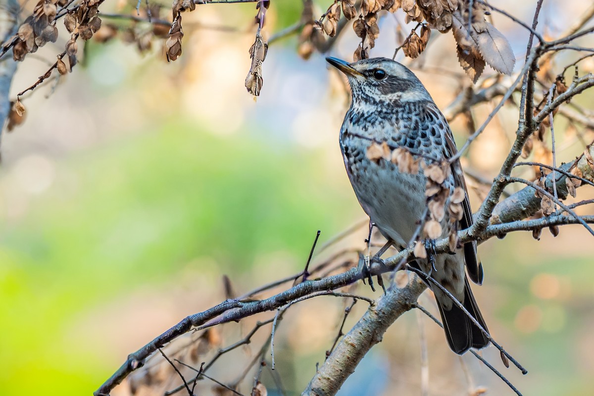 Dusky Thrush - ML643508026