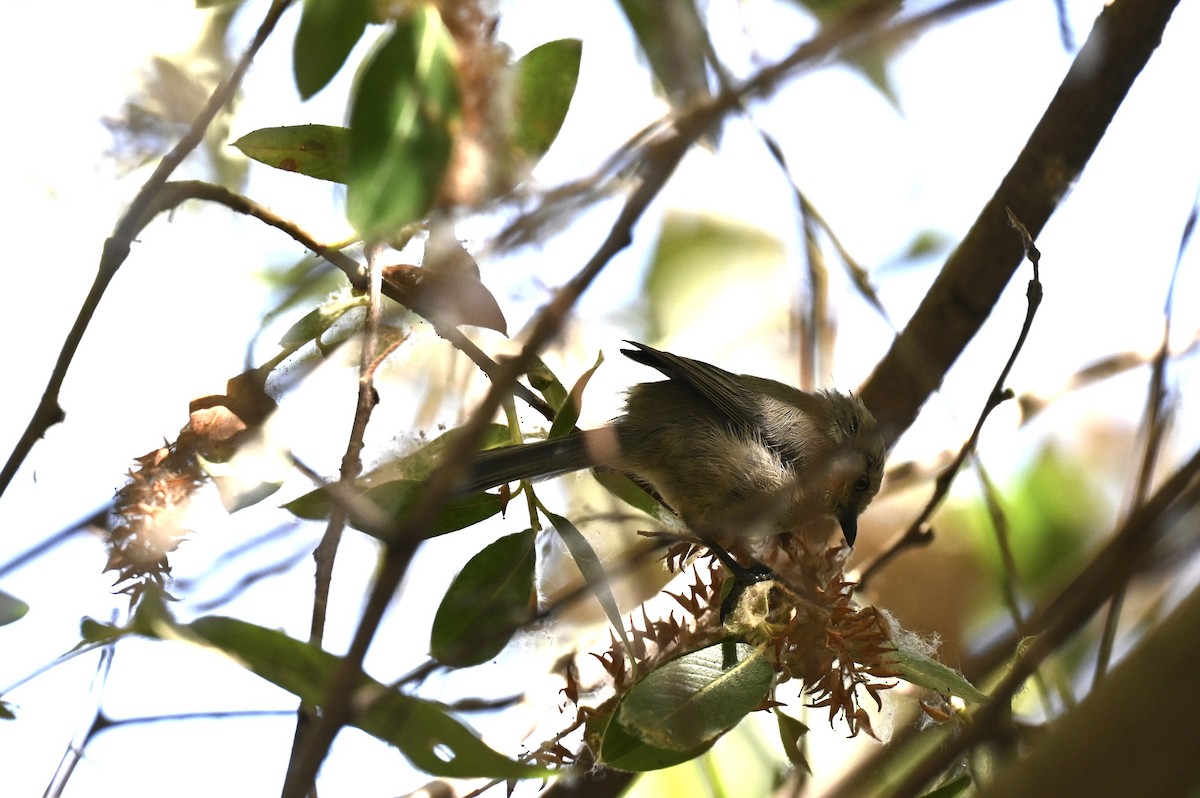 mlynařík americký - ML643508033