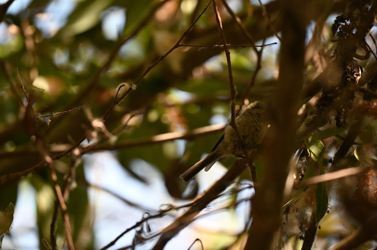 mlynařík americký - ML643508038