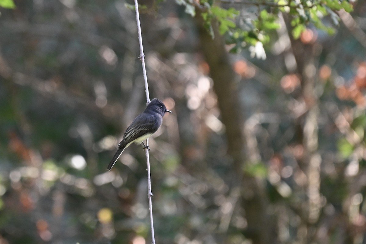 Black Phoebe - ML643508066