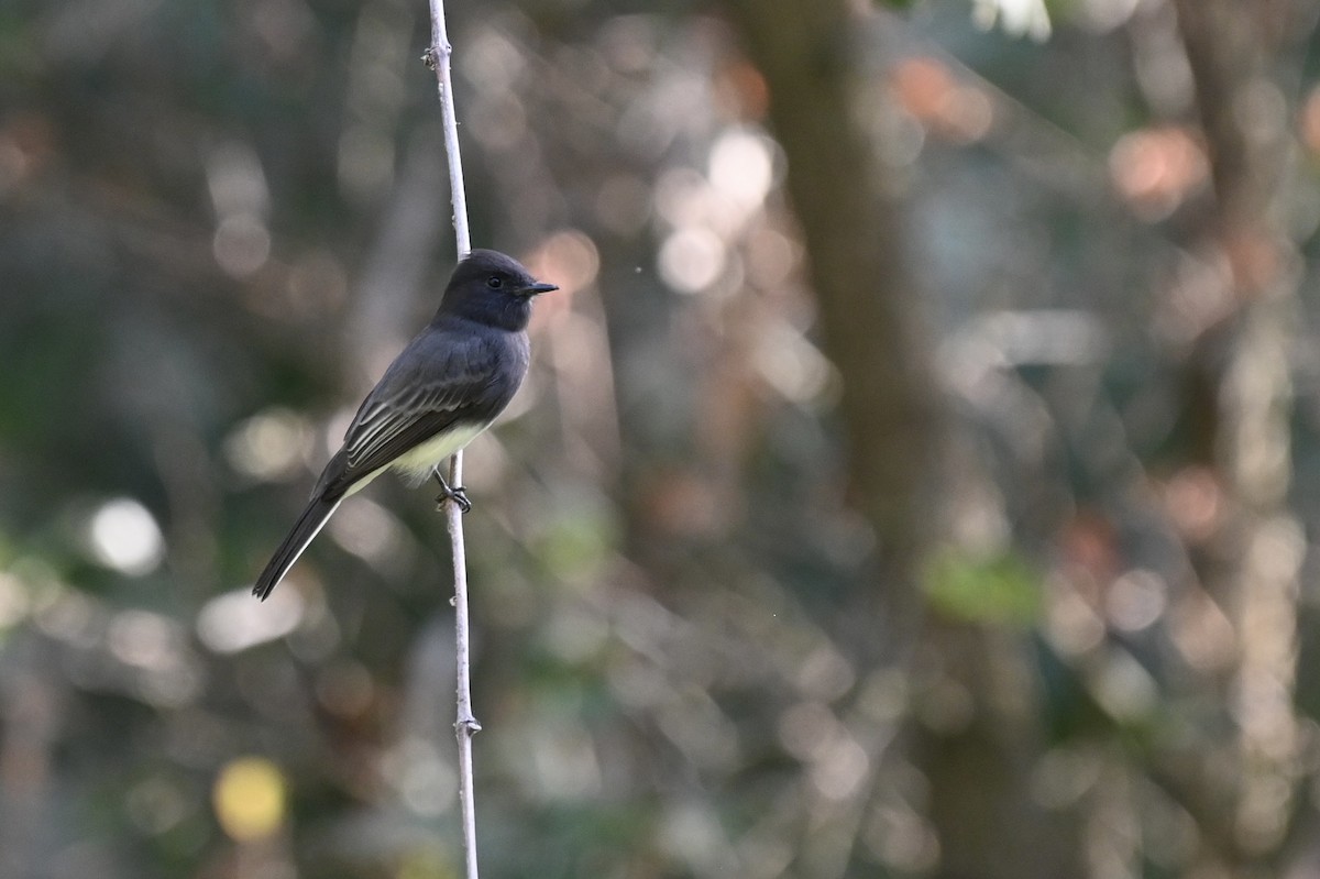 Black Phoebe - ML643508086