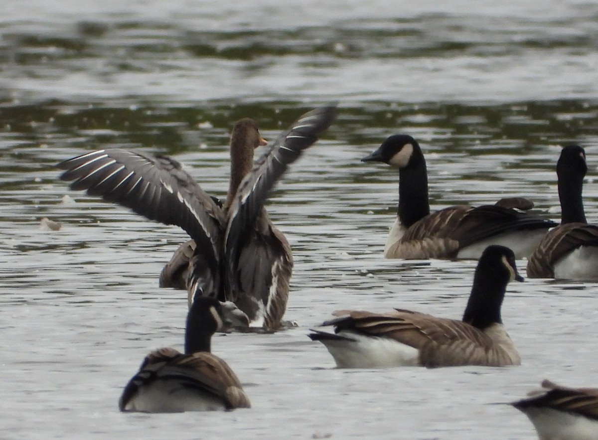 Greater White-fronted Goose (Greenland) - ML643508097