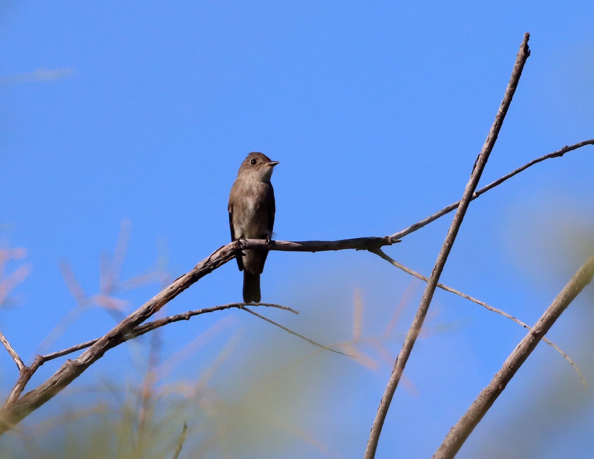 Western Wood-Pewee - ML643508102
