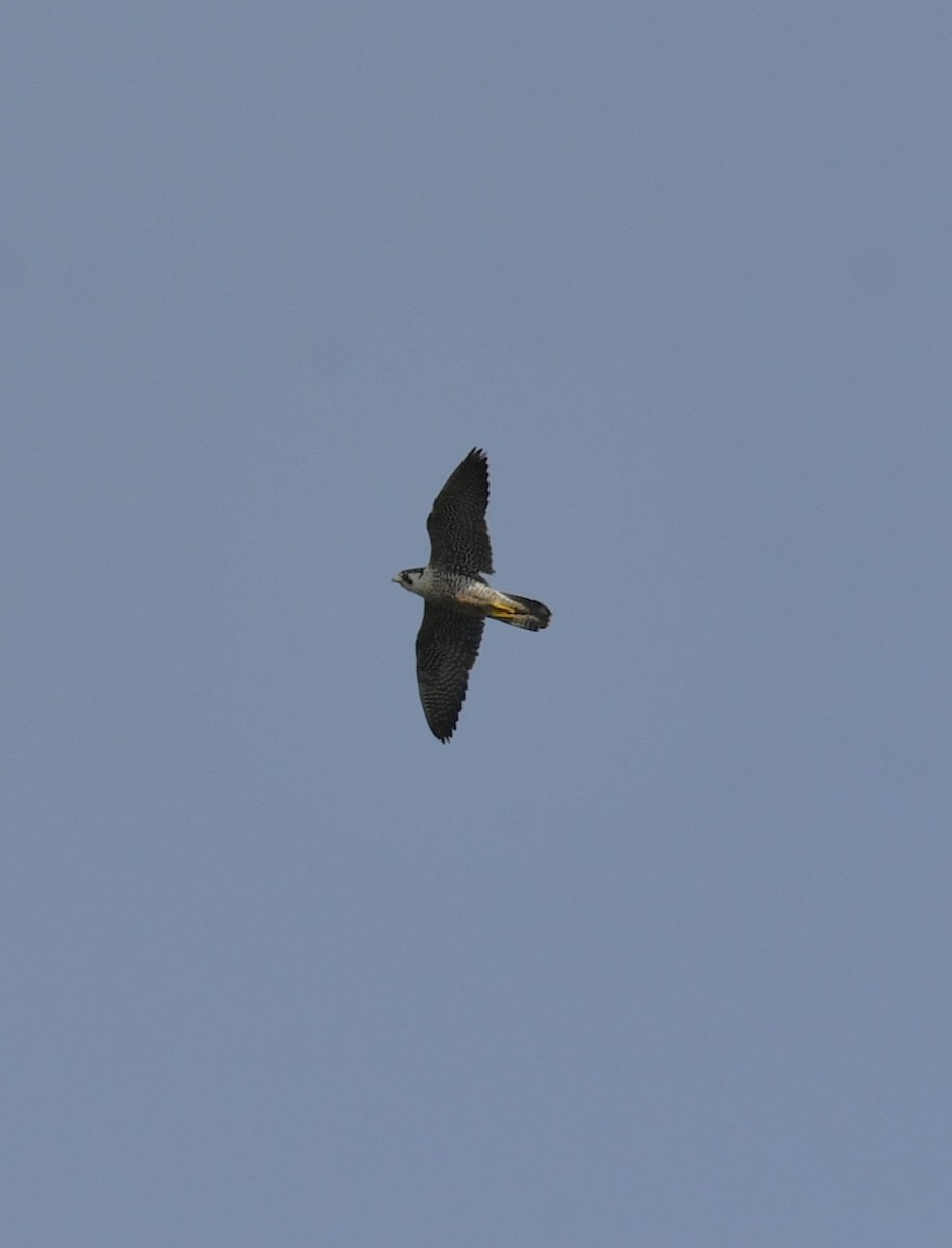Peregrine Falcon - ML643508105