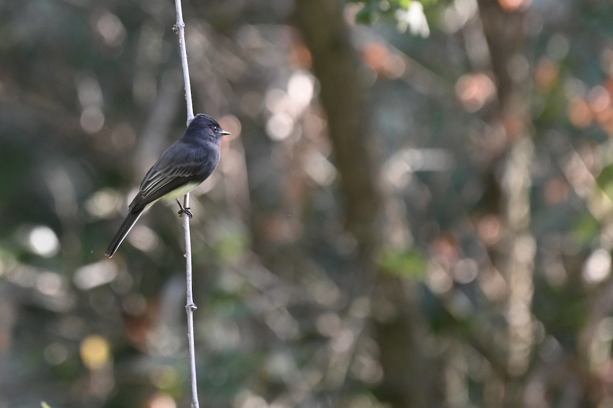 Black Phoebe - ML643508112