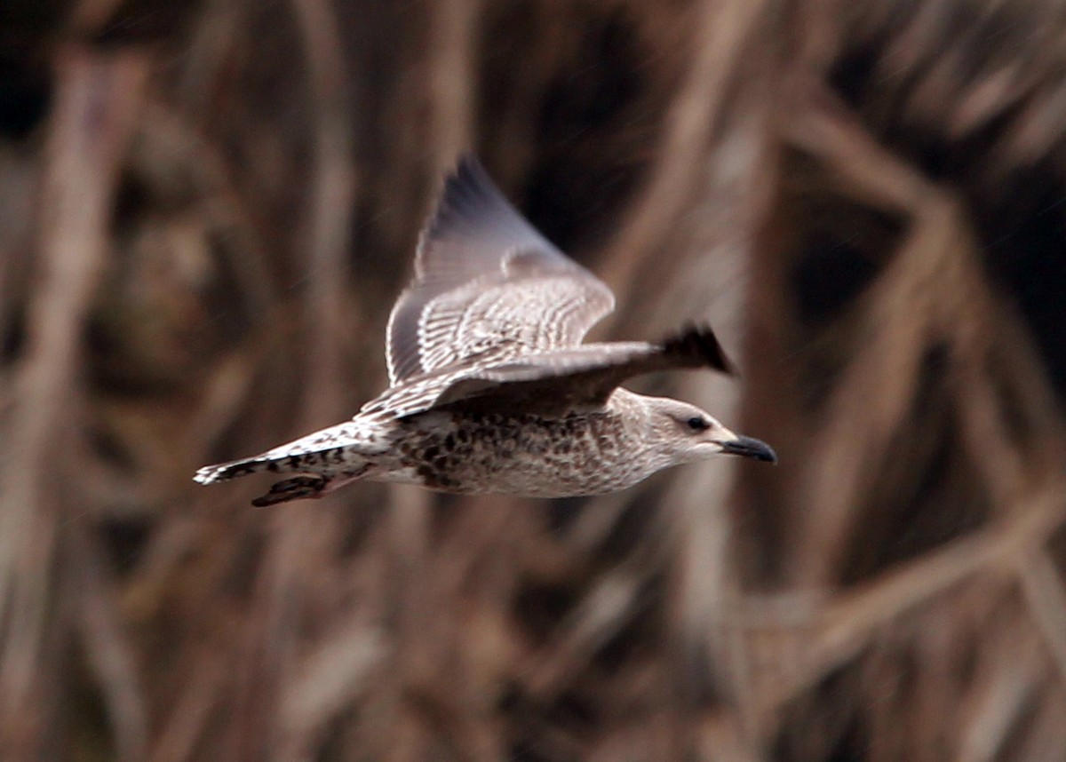 Lesser Black-backed Gull - ML643508115