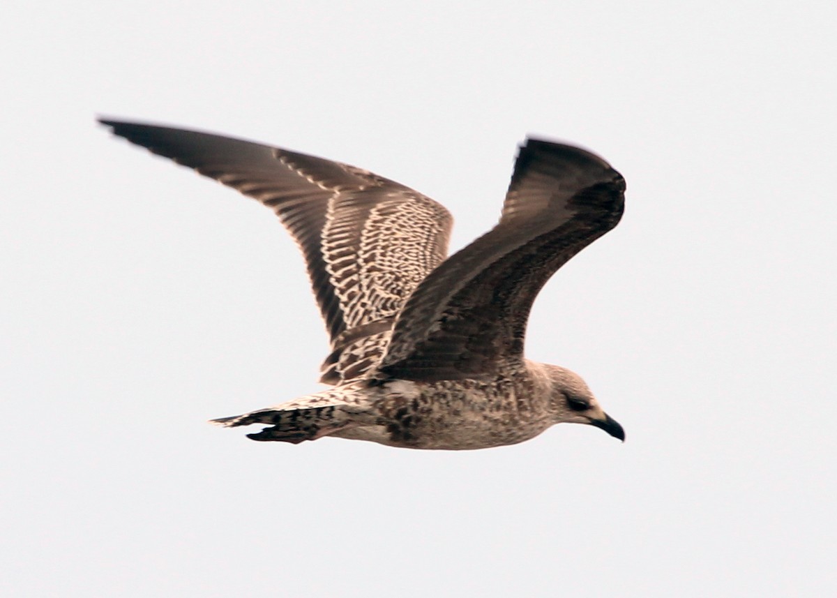Lesser Black-backed Gull - ML643508116
