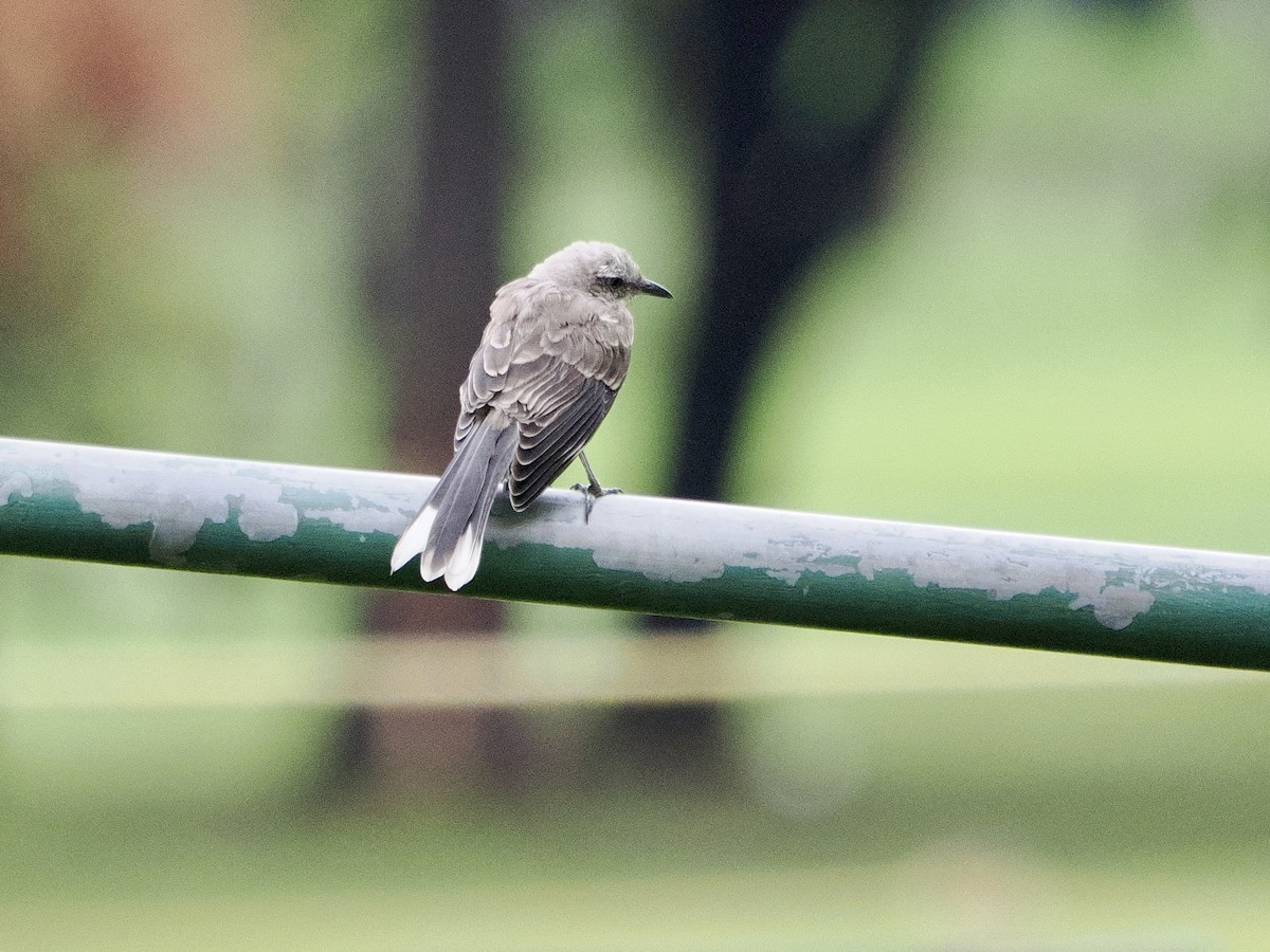 Tropical Mockingbird (Southern) - ML643508133
