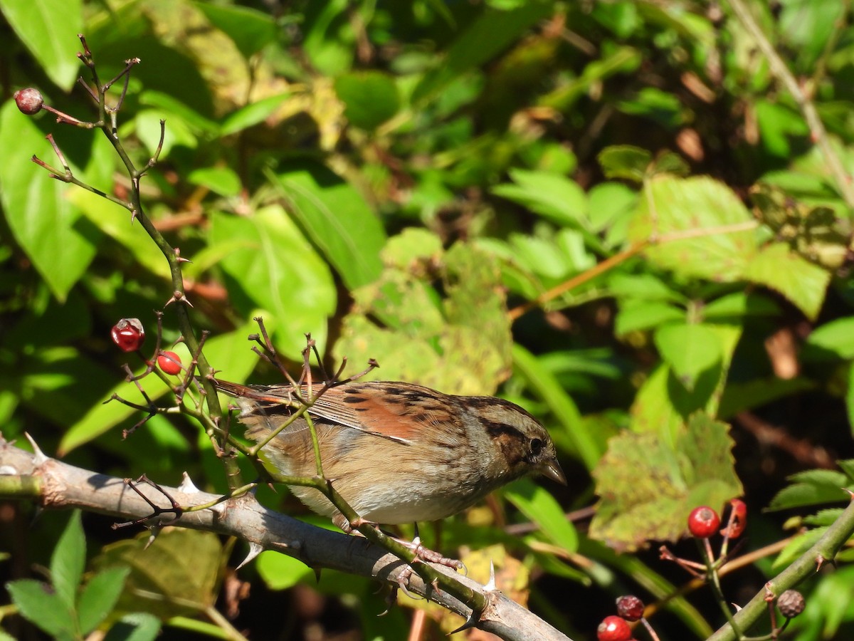 Swamp Sparrow - ML643508154