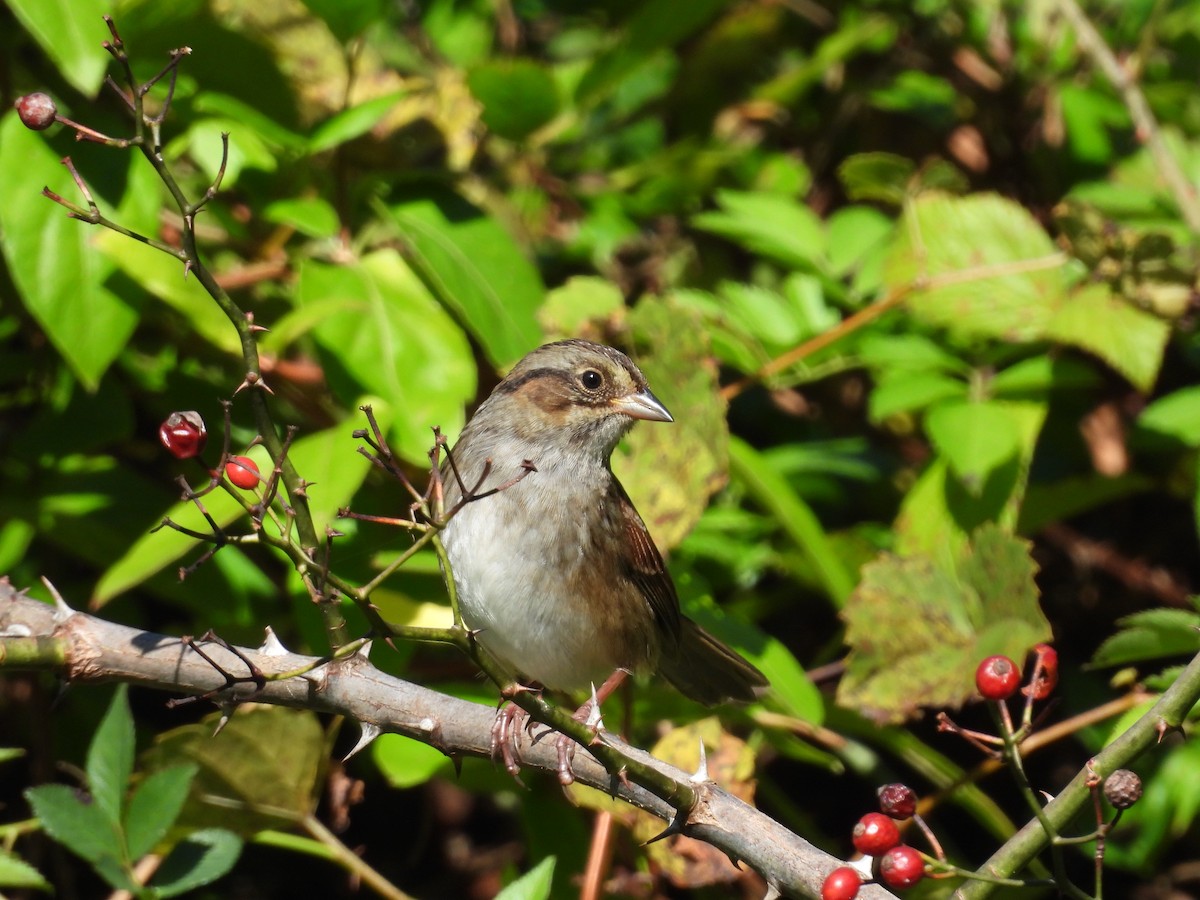 Swamp Sparrow - ML643508155